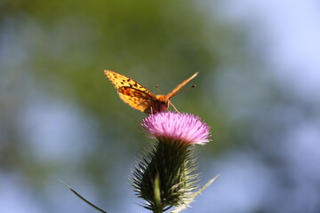 normal appearance of a silver-washed fritillary