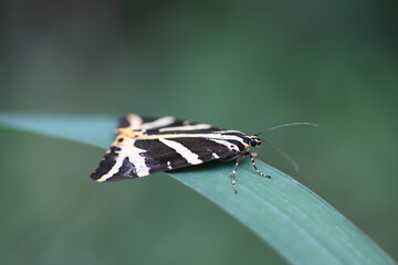 Jersey tiger pollinating a flower