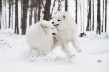 Two Samoyed white dogs are running on snow outside