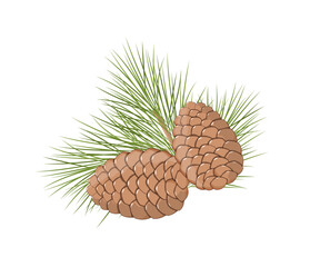 Cedar or pine cones and branch with needles, vector illustration on white background