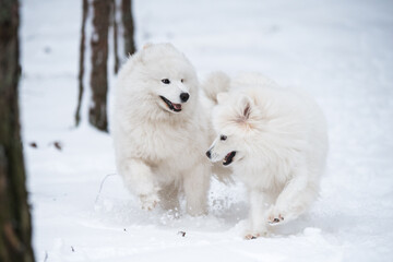 Two Samoyed white dogs is playing in the winter forest