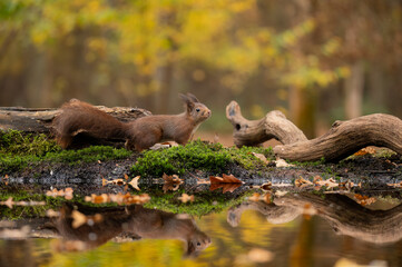 Squirrel sniffs the autumn scent in the forest