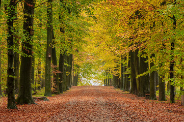 Autumn in the forest