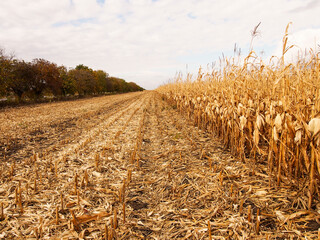 View of a yellow corn plantation with a strip of cut stems in the field. Harvesting ripe grain plants. Landscape with cornfield in autumn. Agriculture. Selective focus, artificial noise