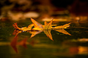Autumn leaves reflecting in the water