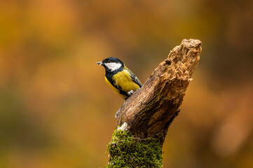 Great tit sitting on a branch
