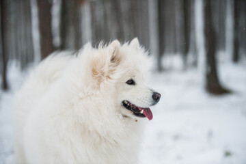 White Samoyed dog portrait closeup is in the winter forest