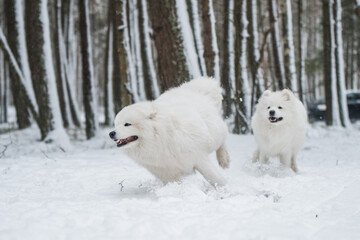 Beautiful fluffy two Samoyed white dogs is playing in the winter forest