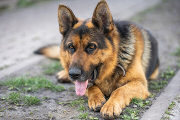 close-up of a German shepherd with intelligent eyes and protruding tongue