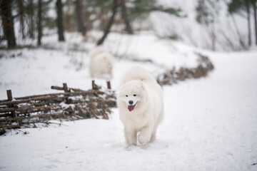 Obraz na płótnie Canvas Two Samoyed white dogs are running on snow outside