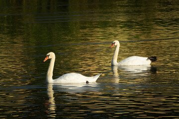 Two white swans on the water. Beautiful birds in the wild in sunset light