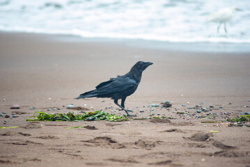 Raven next to Golden gate bridge