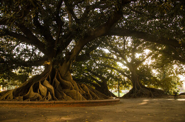 Big fig tree in a square at Retiro area in Buenos Aires, Argentina.