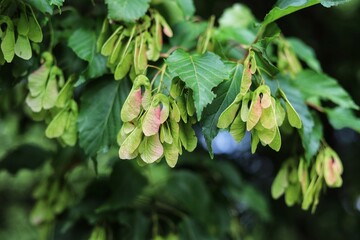 Acer tataricum. Branch of tatar maple in garden.