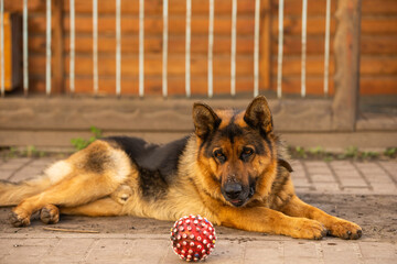 a lovely german shepherd dog