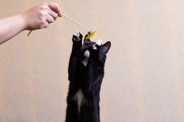 Black kitten with a dandelion on the bed