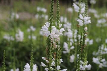 Physostegia virginiana. White flowers of false dragonhead, obedient plant.