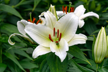 Flowers of a white lily on a flower bed in a summer garden.