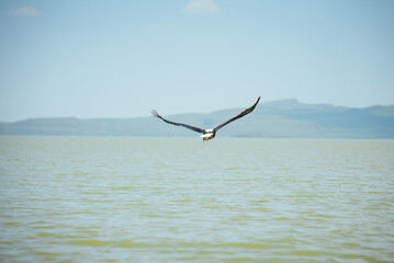African Fish Eagle over the lake. Wildlife photo
