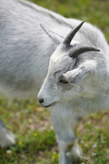 gray goat with beautiful eyes