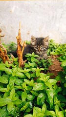 cat in the garden