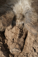 nose of a decorative pig smeared with clay