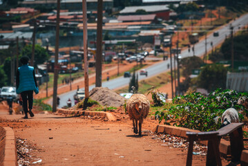 Iten town in Kenya, A sheep walks along the sidewalk. Simple and challenging life in Africa