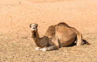 The Middle Eastern camel resting on the sand in the Wahiba Sands of desert in Oman.