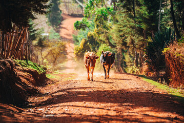 Cows on a country road in Africa. Farming in Kenya as a source of livelihood, milk and meat....