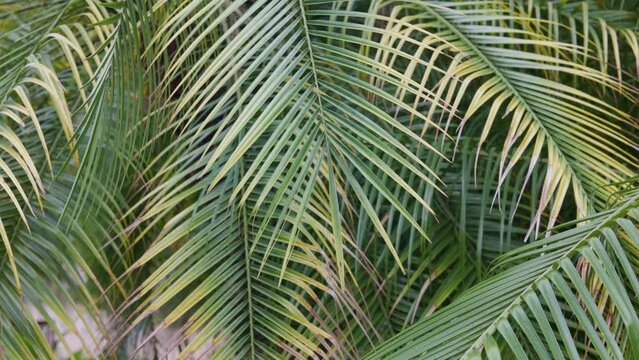 Green Leaves of a palm tree and the sun. Exotic Tropical background