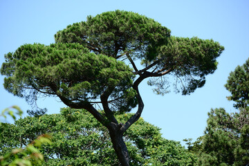 Italian stone pine (Pinus pinea) in the park