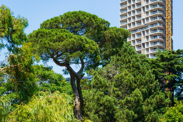 Italian stone pine (Pinus pinea) in the park