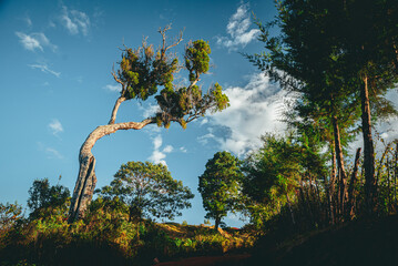 A forest in Africa. Nature and travel in Kenya. Adventure in East Africa