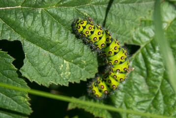 detailed close up of a Small emporer moth caterpillar (Saturnia pavonia)