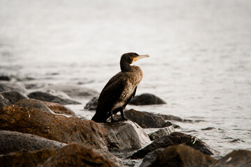 Beautiful great black cormorant in natural habitat. Side view
