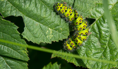 detailed close up of a Small emporer moth caterpillar (Saturnia pavonia)