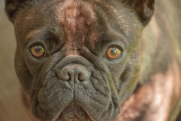 Fototapeta premium A narrow zone of focus on the eyes. A young dog of the French bulldog breed on a sunny day.