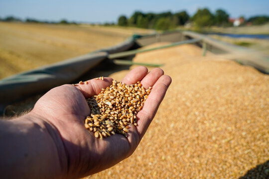 Eine Hand voll Weizen über einem gefüllten Anhänger mit Weizen, der auf einem Stoppelfeld steht. 