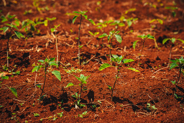 Kava, African plant in the garden planted in Africa in the city of iten. Farming in Kenya - obrazy, fototapety, plakaty