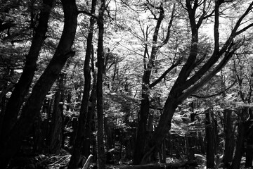Hiking to Laguna Torre at El Chalten, Patagonia, Argentina