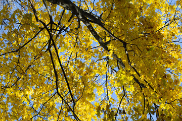 Maple tree with yellow leaves in autumn in the forest. Bright sunlight illuminates the leaves on a fine autumn day