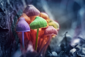 Hallucinogenic colorful mushrooms grow in the forest, toned