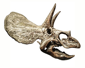triceratops dinosaur skull © Liliya