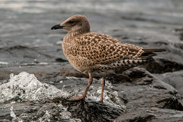 Close-up herring gull on stone. Side view of bird in natural habitat