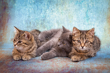 Three cute kittens, one gray and two striped, sit next to each other on a blue background. Kittens carefully watch the toy behind the scenes with curious eyes