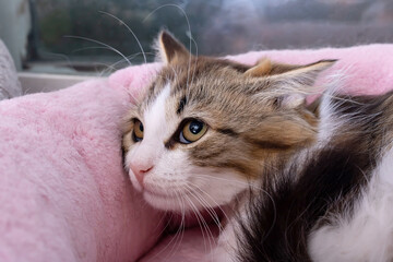 A little frightened kitten hid in home