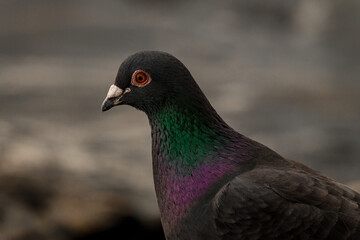 Close-up portrait of pigeon with orange eye on blurred background.
