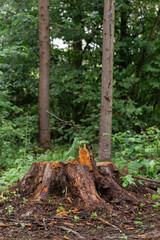 The stump was left from a big old tree in the wild forest. The old spruce was infested with pests and the tree was cut down. Wet bark and grass after rain in the summer forest