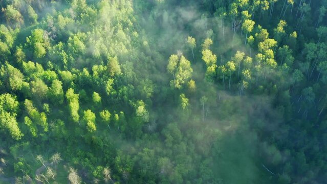 Fog flowing over forest in mountains in morning. Mist moving above woods at dawn. Brume floating over hills covered with trees at sunrise. Aerial view