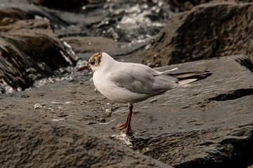 Close-up side view of young black-headed gull standing on stone
